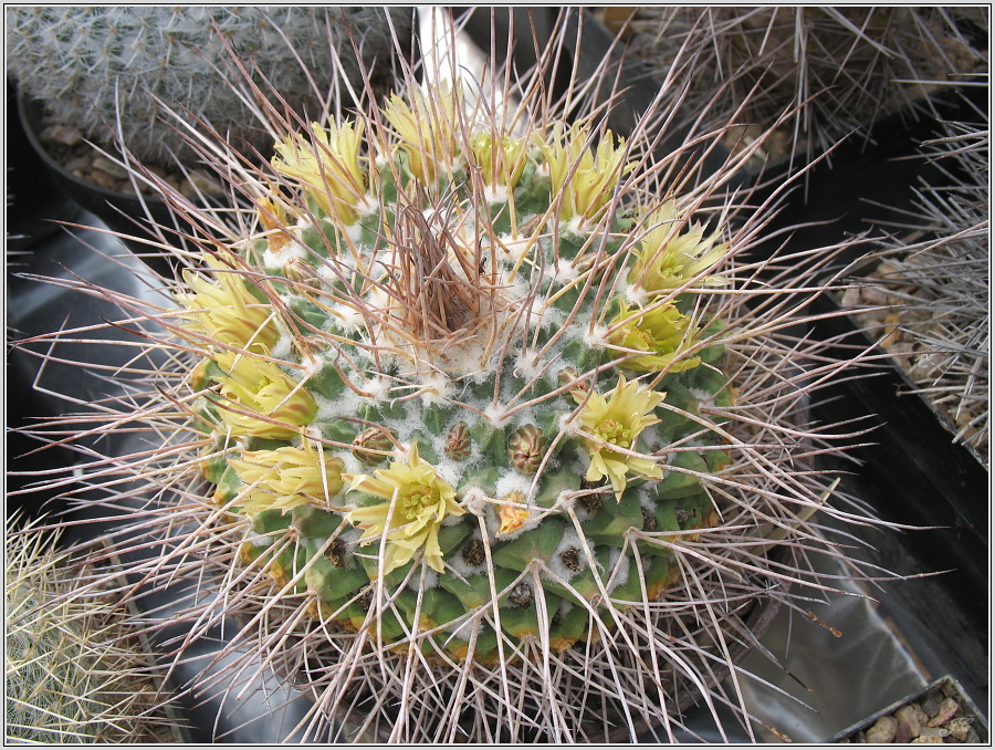 mamillaria-winterae.JPG