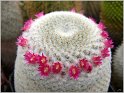 mamillaria-albolanata