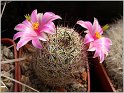 mamillaria-blossfeldiana