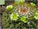 mamillaria-canelensis