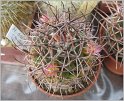 mamillaria-carnea