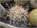 mamillaria-centricirrha-var-krameri