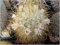 mamillaria-cowperae