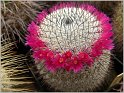 mamillaria-elegans-2