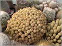 mamillaria-elongata