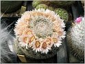 mamillaria-gruzonii