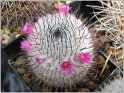 mamillaria-haageana