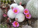 mamillaria-herreerae