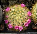 mamillaria-lauii-var-subducta