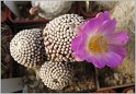 mamillaria-luethyi