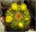 mamillaria-marksiana