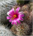 mamillaria-mazatlanensis-1