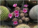 mamillaria-mazatlanensis-2