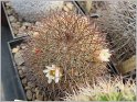 mamillaria-ochoterenae