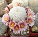 mamillaria-pectinifera