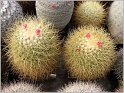 mamillaria-pringlei