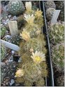 mamillaria-prolifera