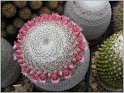 mamillaria-pseudoperbella