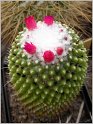 mamillaria-pubispina-2