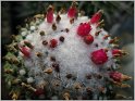 mamillaria-pubispina