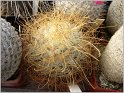 mamillaria-rekoi-var-leptacantha