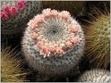 mamillaria-saetigera