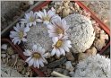 mamillaria-sanchez-mejaradai