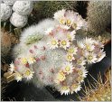 mamillaria-schwarzii