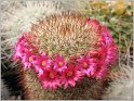 mamillaria-spinosissima