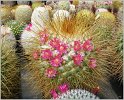 mamillaria-tesopasensis-var-rubraflora