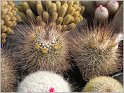 mamillaria-wagneriana