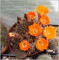 mediolobivia-aureiflora