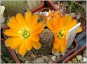 mediolobivia-diersiana-var-minor