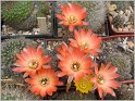 mediolobivia-escayachensis
