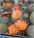 mediolobivia-mudanensis