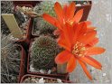 mediolobivia-tarvitensis