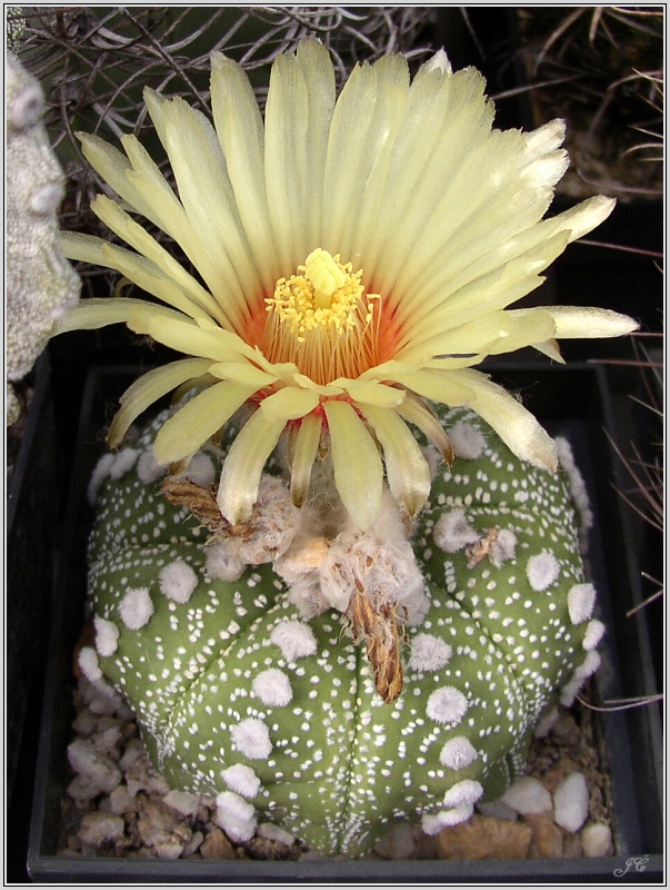 astrophytum-asterias-2.jpg