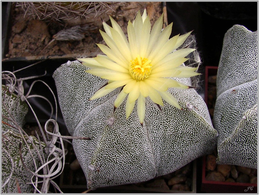 astrophytum-myriostigma-var-quadricostatum.jpg