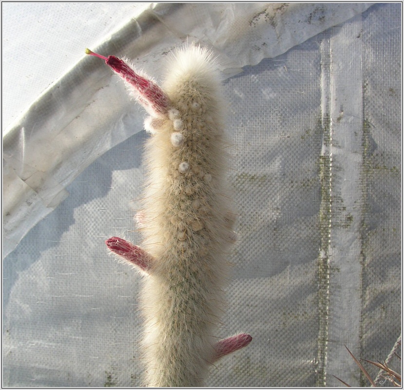 cleistocactus-strausii.jpg