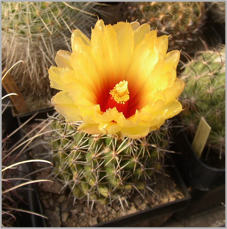 coryphantha-scolymoides.jpg