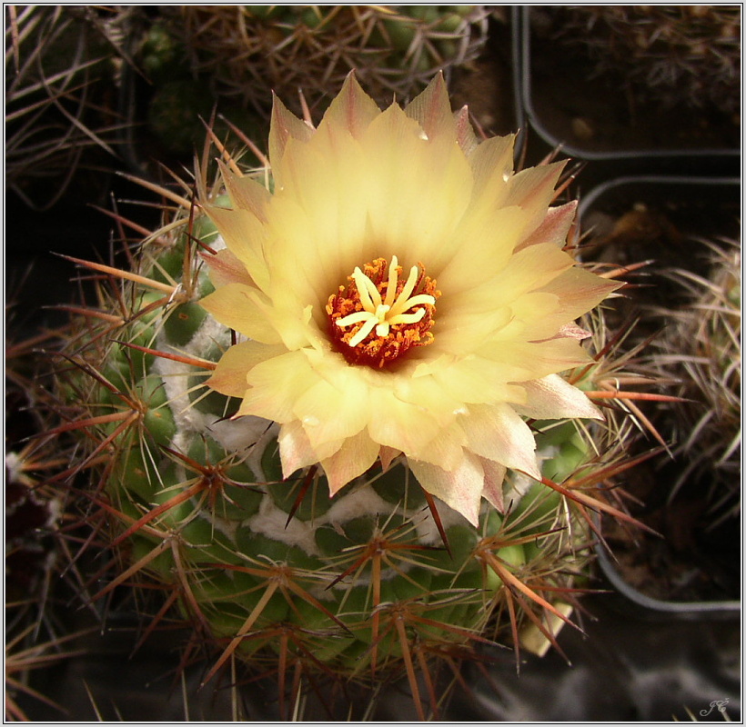 coryphantha-sulcolanata.jpg