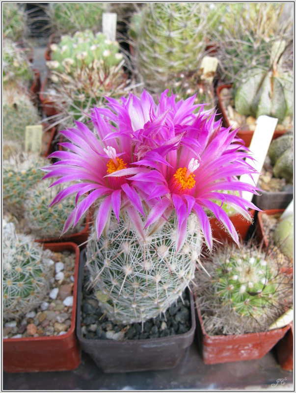 coryphantha-vivipara.JPG