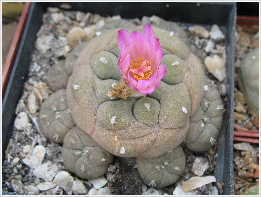 lophophora-fricii.JPG