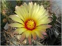 astrophytum-capricorne-2