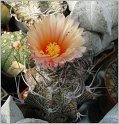 astrophytum-hybr