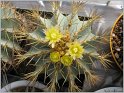 ferocactus-glaucescens-1