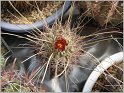 glandulicactus-uncinatus-var-wrightii