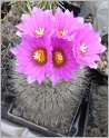 gymnocactus-beguinii-var-senilis