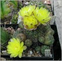 gymnocalycium-andreae