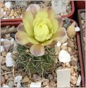 gymnocalycium-baldianum-x-andreae-1